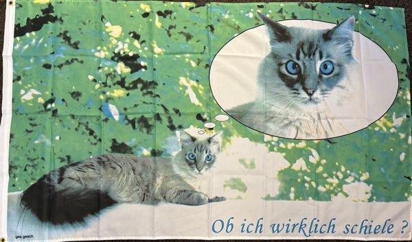 Katze Schielen - preiswerte Alternative: 150 x 90 cm